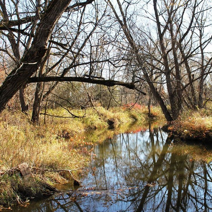 wetlands area, stream with large tree next to it, overgrown grass in marshy area